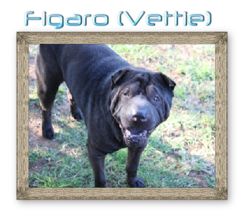 Figaro (Vettie) 