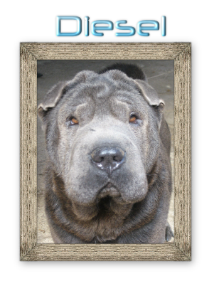 Diesel 