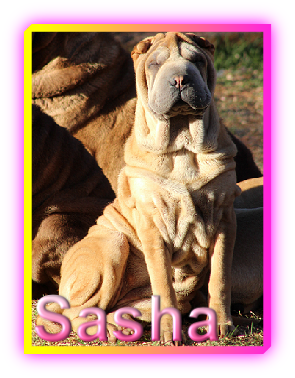 Sasha