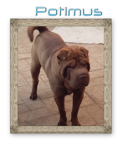 Potimus 