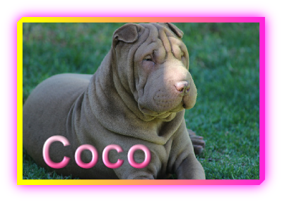 Coco