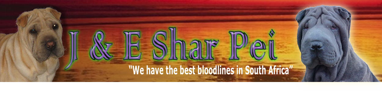 “We have the best bloodlines in South Africa” 
